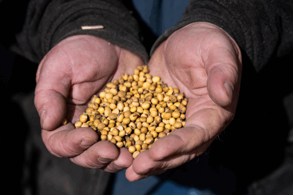 El boomerang de los aranceles: los agricultores estadounidenses sufren el peso del envío