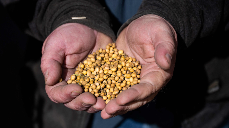 El boomerang de los aranceles: los agricultores estadounidenses sufren el peso del envío