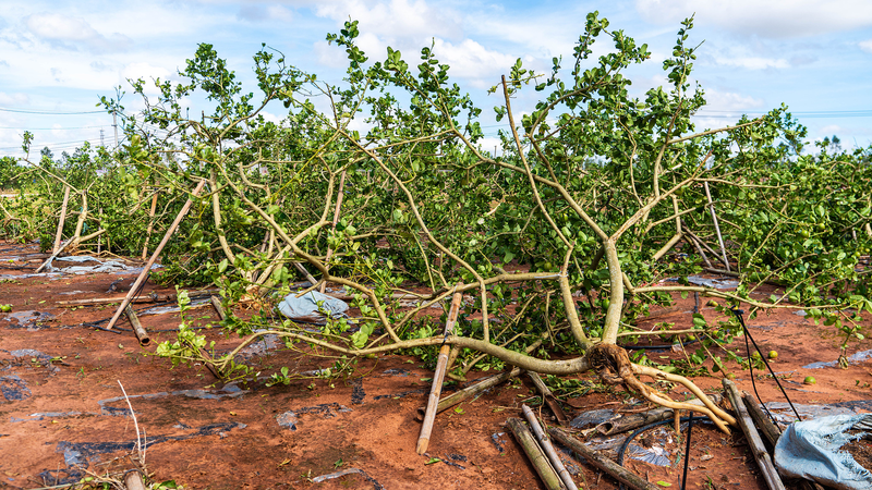 China muestra agilidad ante extremos climáticos de otoño