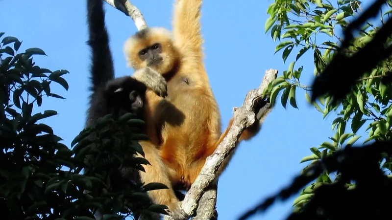 Los parques nacionales del continente chino impulsan la conservación video poster