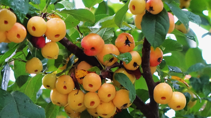 Manzanas silvestres iluminan el otoño en Qingdao