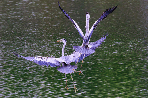 Reconocimiento facial de aves impulsado por IA mejora la conservación de gaviotas en Kunming