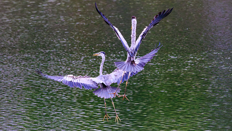 Reconocimiento facial de aves impulsado por IA mejora la conservación de gaviotas en Kunming