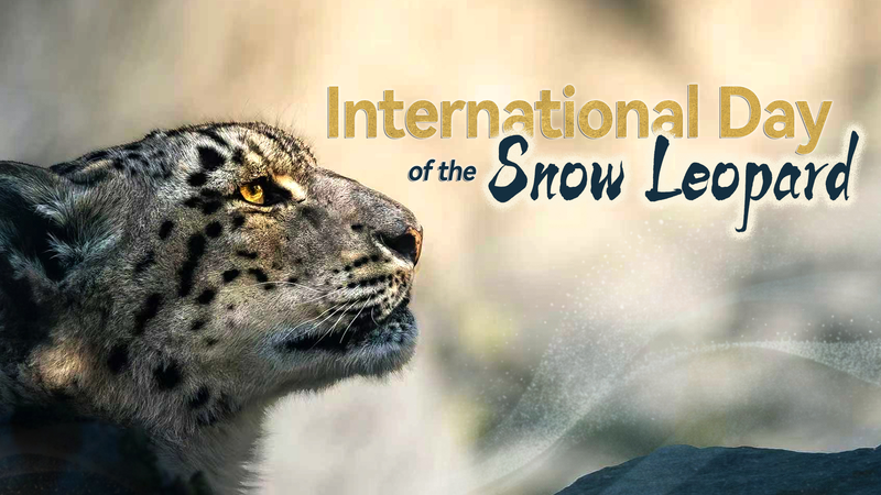 Día Internacional del Leopardo de las Nieves: Protegiendo al 'Fantasma de las Montañas'