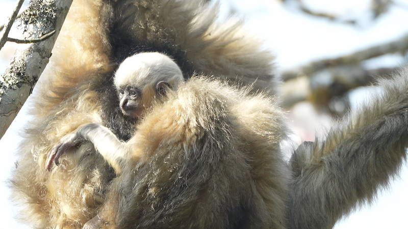Los bebés gibones de cresta negra occidental prosperan en las montañas Ailao de Yunnan video poster