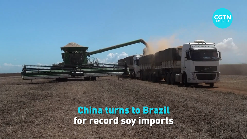 China aumenta importaciones récord de soya desde Brasil 🌱🚢 video poster