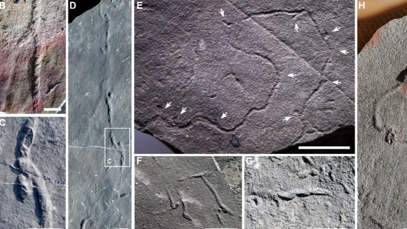 Túneles de 550 millones de años reescriben la historia del comportamiento animal