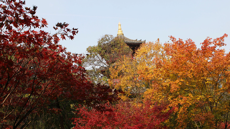 Magia de otoño en el histórico Parque Xingqinggong de Xi’an