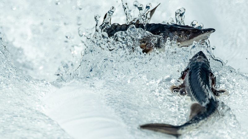 China cría con éxito esturión chino de tercera generación