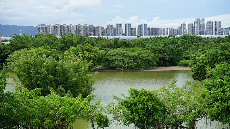 Descubre el Paraíso de las Aves: El Maravilloso Santuario Vivo de Guangdong video poster