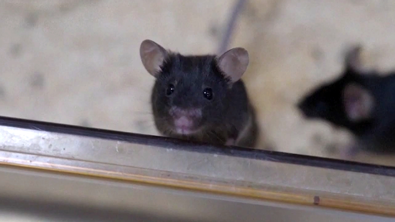 La Estación Espacial de China da la bienvenida a ‘Ratones Astronautas’ 🐭🚀