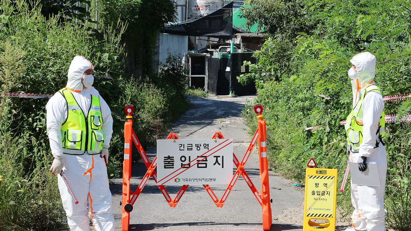 Corea_del_Sur_eleva_la_alerta_tras_un_nuevo_brote_de_fiebre_porcina_africana