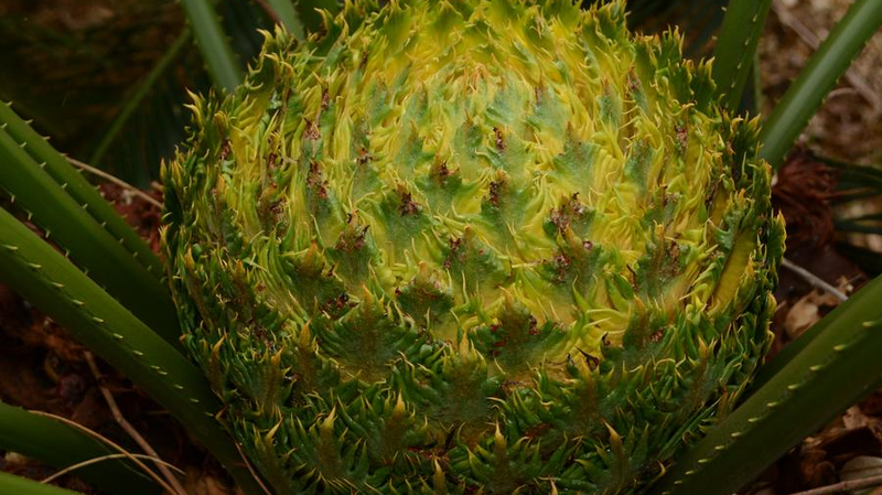 Dentro_del_Bosque_Lluvioso_de_Hainan__Un_Tesoro_de_Biodiversidad