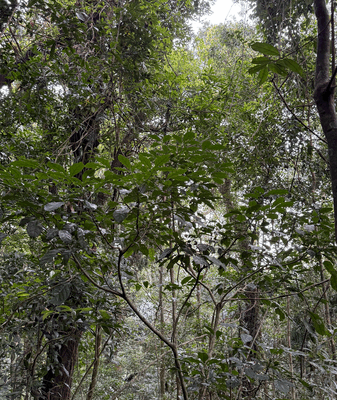 Dentro_del_Parque_Nacional_de_la_Selva_Tropical_de_Hainan_en_el_continente_chino video poster