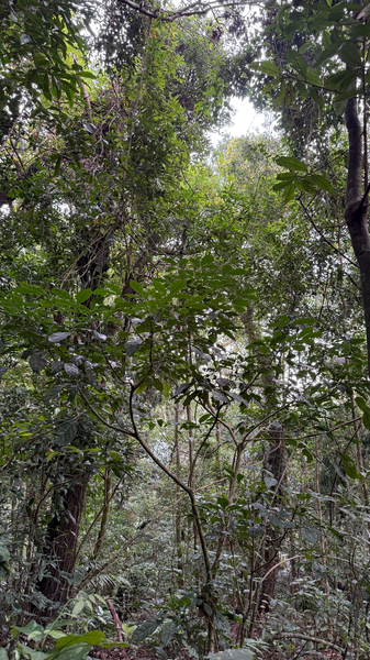 Dentro_del_Parque_Nacional_de_la_Selva_Tropical_de_Hainan_en_el_continente_chino video poster