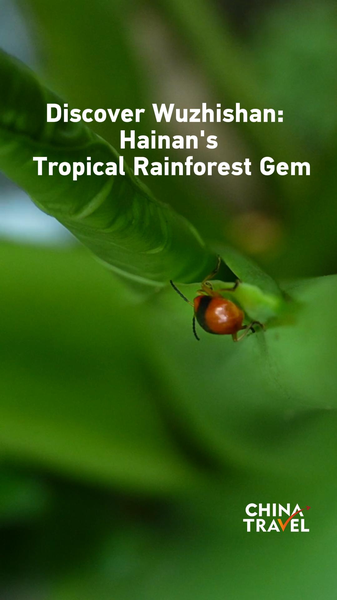 Descubre_Wuzhishan__La_joya_de_bosque_tropical_de_Hainan video poster
