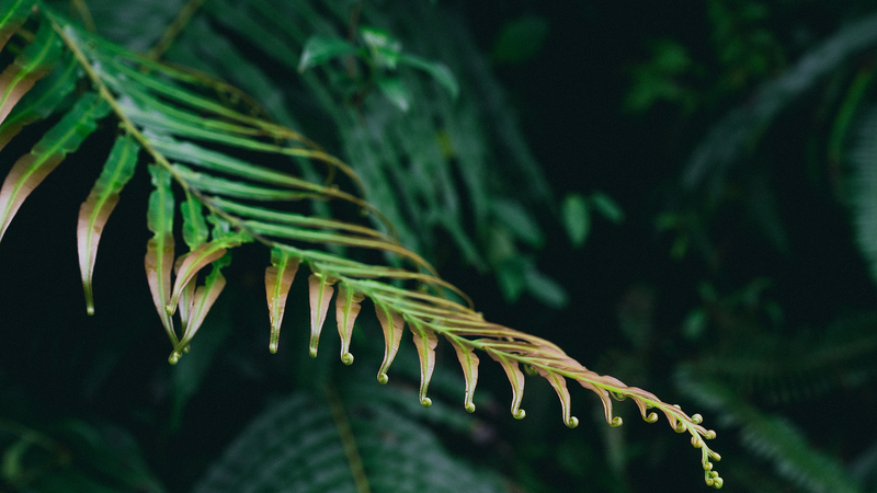 El_helecho_se_potencia__los_elementos_de_tierras_raras_se_ensamblan_en_tejidos_vegetales