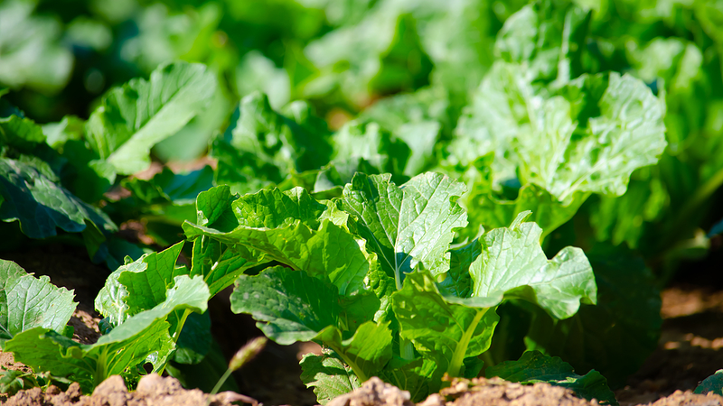 Impulsando la Restauración de Islas Coralinas con Microbios del Suelo 🌱