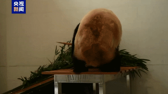 China abre base de conservación de osos panda gigantes en Sichuan