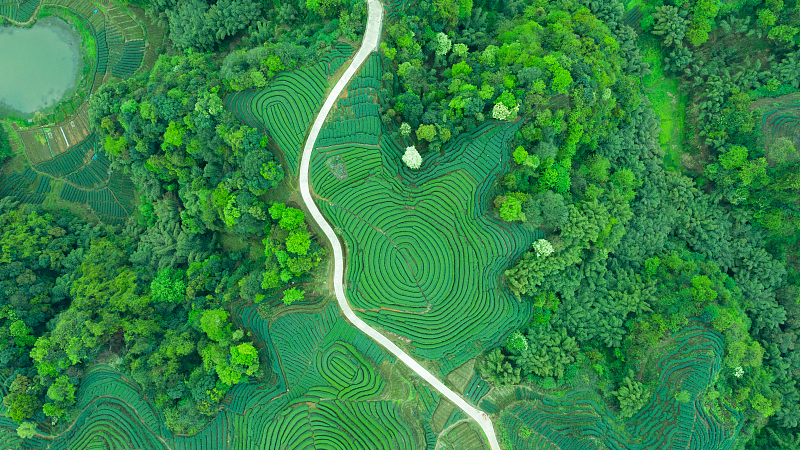 Nuevo informe muestra la importancia global del pensamiento de Xi sobre la eco-civilización