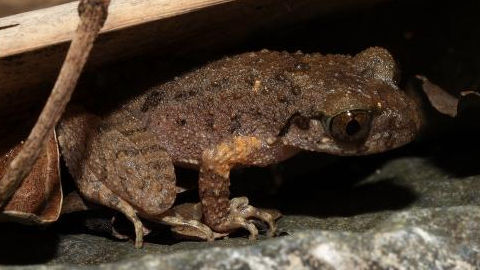 Leptobrachella_kungfu__la_nueva_rana_ninja_descubierta_en_Guangdong