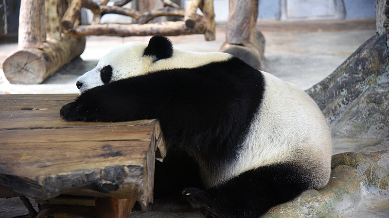 Alegría de pandas gigantes en Hainan: deleites diarios de Shunshun y Gonggong video poster