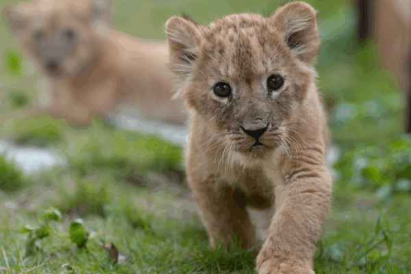 Los cachorros quintillizos de león celebran su primera aventura al aire libre