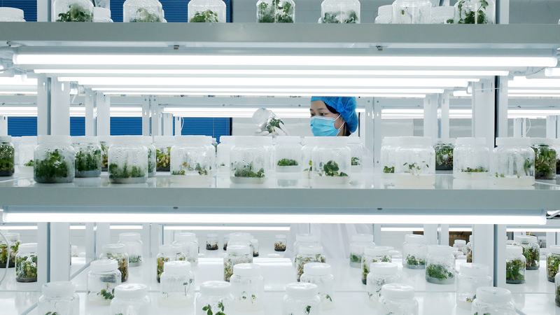 Semillas_de_Fortaleza__El_Camino_de_China_hacia_la_Agricultura_Moderna