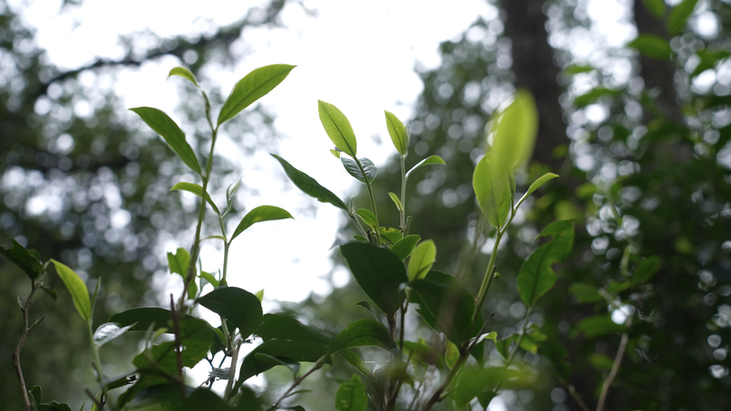 Sabiduría ecológica de los antiguos bosques de té de Jingmai video poster
