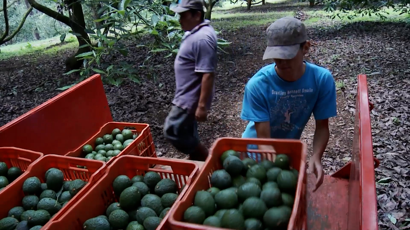Productores mexicanos se preparan para la Expo de Importación de China 2025 video poster