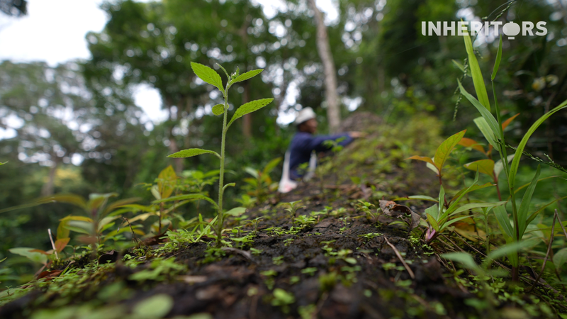 El ciclo de vida de los árboles caídos en el bosque de té de Jingmai