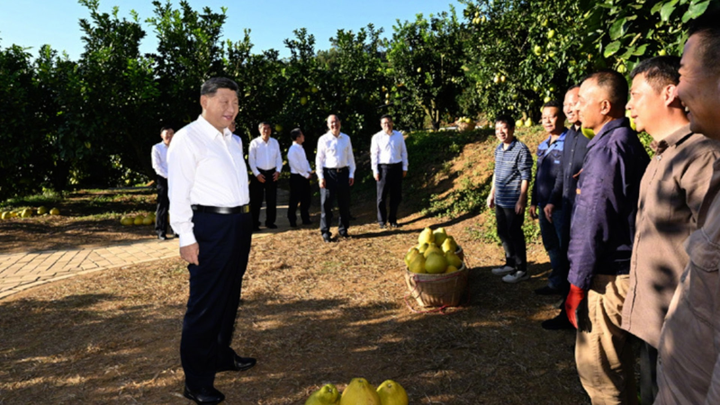 El recorrido de Xi Jinping por Meizhou: Honrando la revolución y cultivando pomelos video poster
