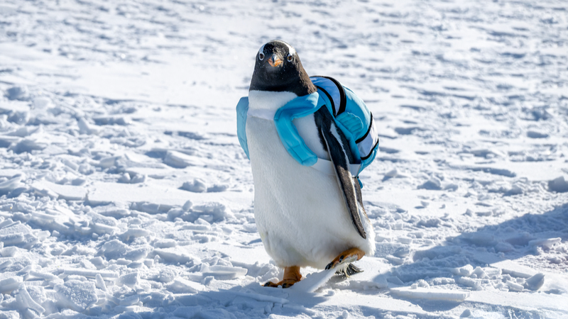 Pingüinos roban miradas en la 9ª Feria Nadam de Lianhuan Lake