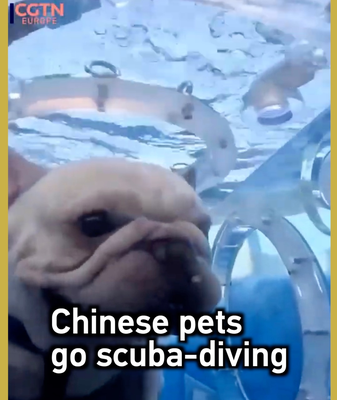 Mascotas chinas bucean en cápsulas transparentes en Nanning video poster