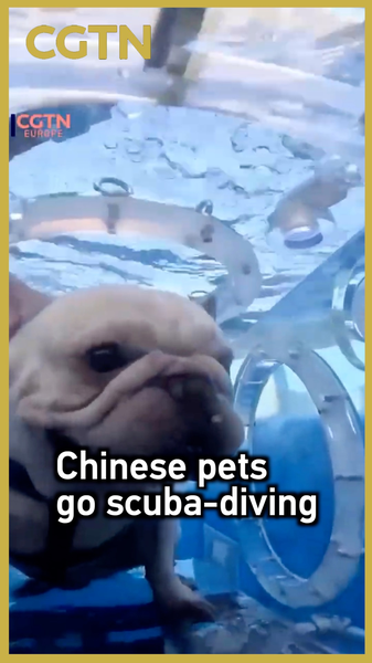 Mascotas chinas bucean en cápsulas transparentes en Nanning video poster