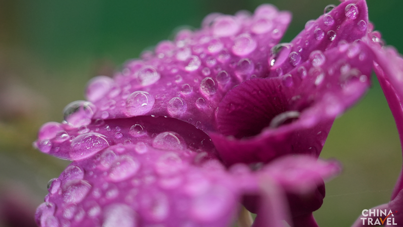 El auge de las orquídeas en Hainan: flores impulsando la prosperidad local