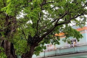 Casas de Taipa: Fusión cultural en el corazón de Macao video poster