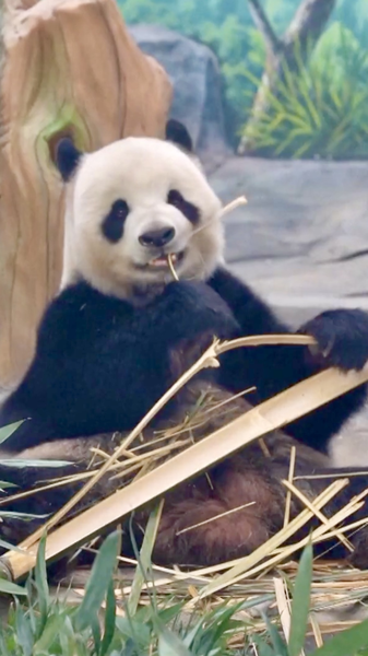 Nueva base de conservación de pandas gigantes inicia pruebas en Sichuan video poster