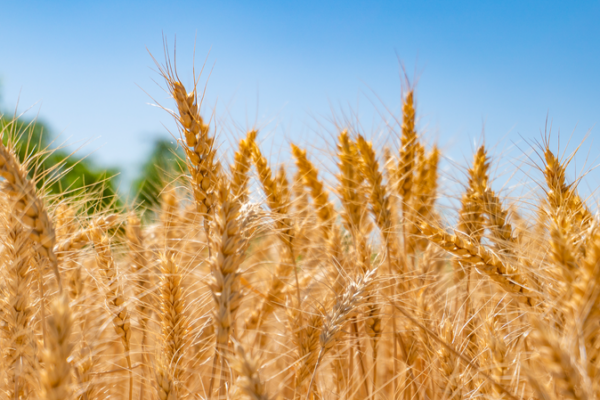 Semillas de precisión en China impulsan la seguridad alimentaria