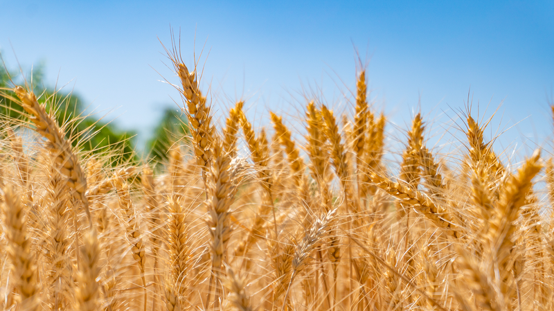 Semillas de precisión en China impulsan la seguridad alimentaria