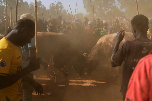 La tradición de las corridas de toros en Kenia sigue viva
