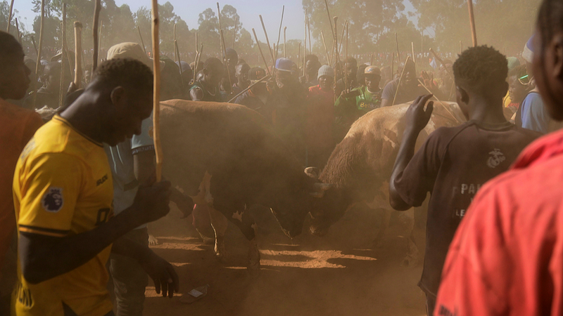 La tradición de las corridas de toros en Kenia sigue viva