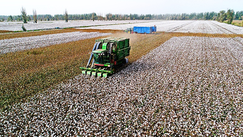 Récord histórico: Xinjiang produce 6.165 millones de toneladas de algodón en 2025