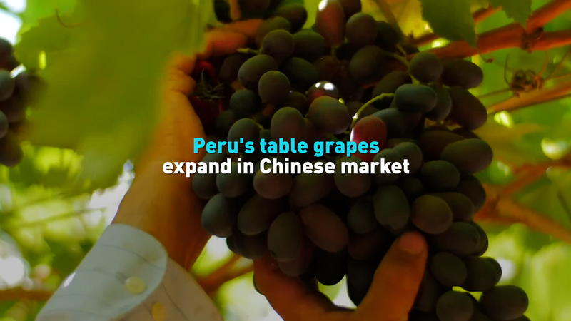 Uvas de mesa peruanas arrasan en China 🍇✈️ video poster