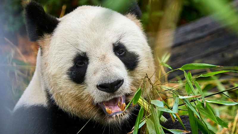 China continental y Francia lanzan nueva ronda de protección de pandas gigantes