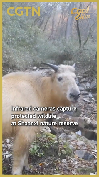 Cámaras infrarrojas revelan fauna protegida en Shaanxi video poster