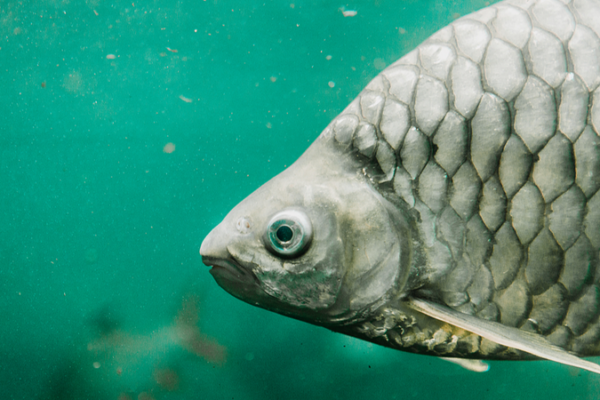 China_presenta_el__Zhongke_No__6___el_primer_pez_sin_espinas