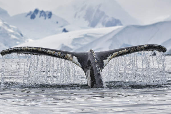 China_ratifica_clave_acuerdo_de_biodiversidad_marina_de_la_ONU