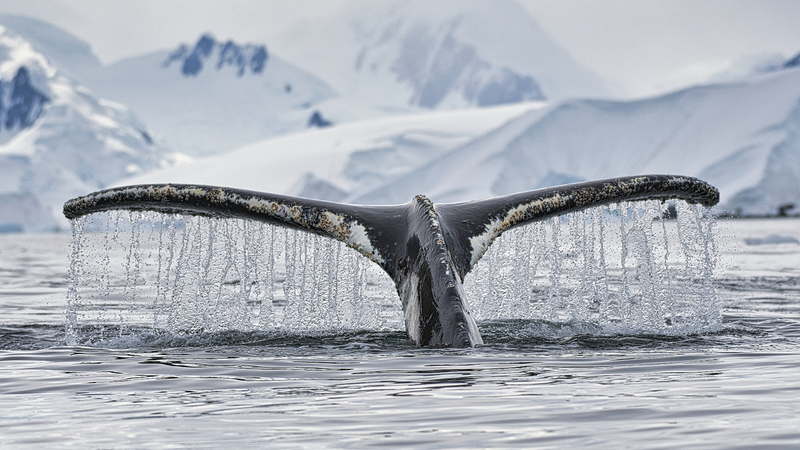 China_ratifica_clave_acuerdo_de_biodiversidad_marina_de_la_ONU
