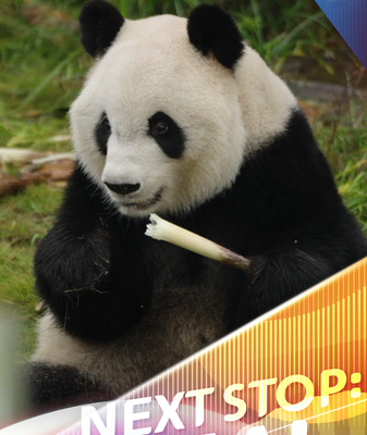 Conoce_a_Xing_Ya__la_panda_zen_del_Centro_de_Chengdu video poster